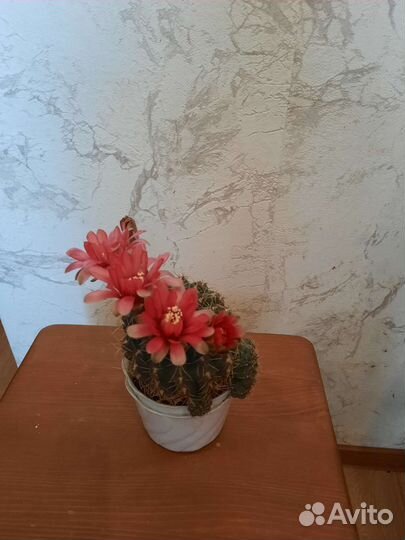 Кактус цветущий гимнокалициум Бальда