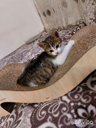 Европейская