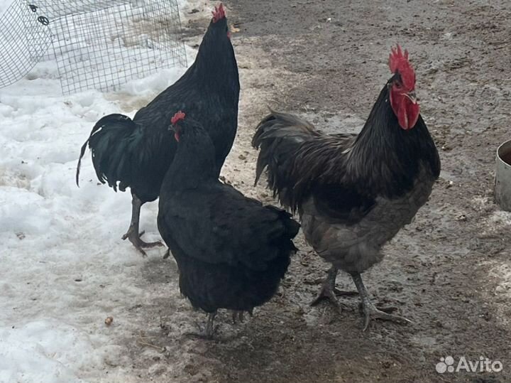 Яйцо Фавероль и Джерсийский гигант