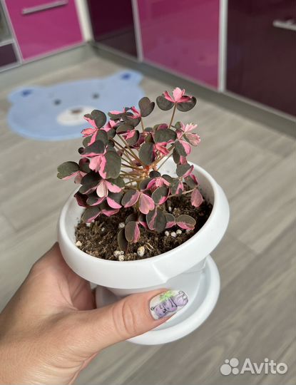 Редкий оксалис “Plum Grazy“