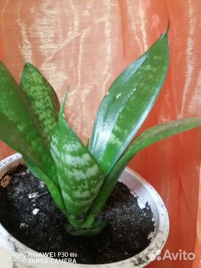 Цветы комнатные