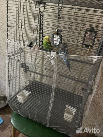 Клетка с попугаями(девочка и мальчик)