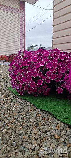 Рассада петунии