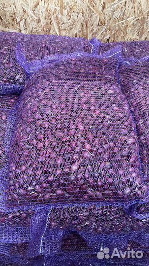 Продажа лук севок