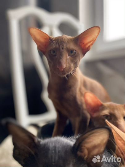 Ориентальная кошечка