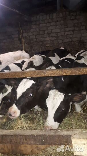 Бычки и быки