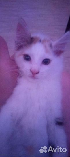 Котенок ищет дом
