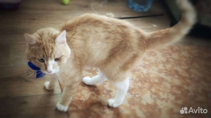 Кот в добрые руки