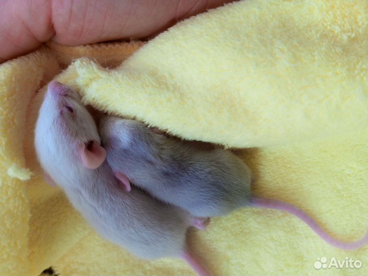 Декоративная крыса дамбо