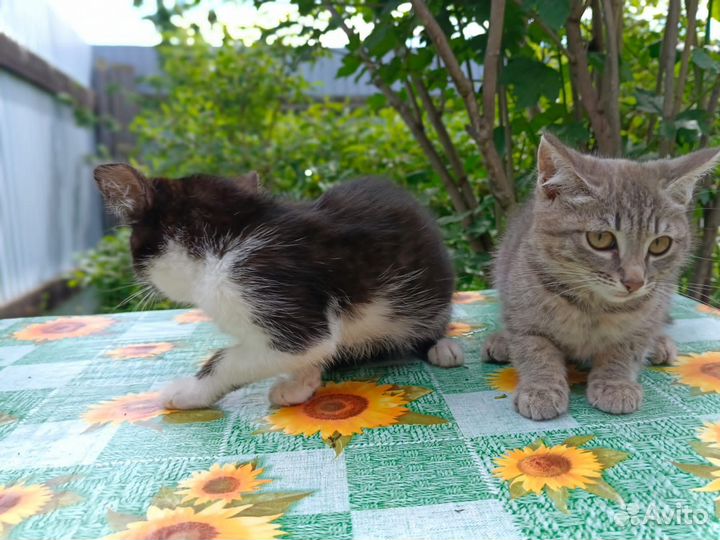 Котята в добрые руки