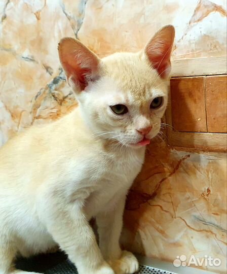 Бурманские котята