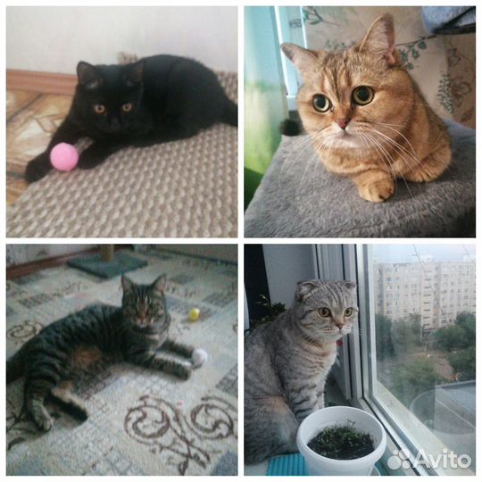 Зоогостиница для кошек передержка