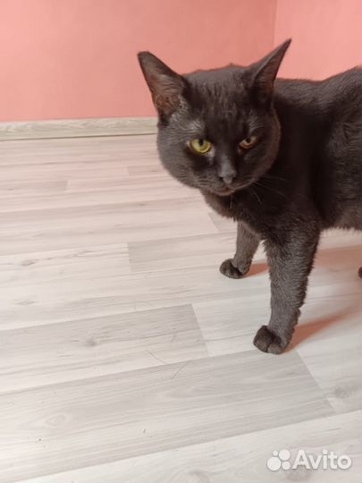 Кот в добрые руки