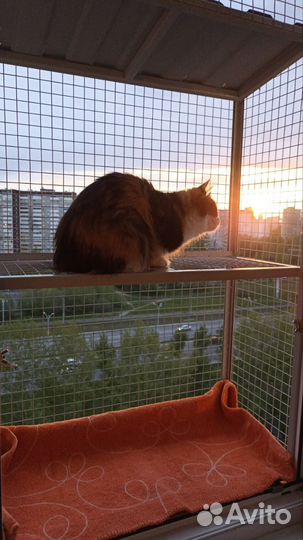 Балкон для кошки