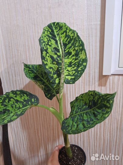 Диффенбахия рефлектор