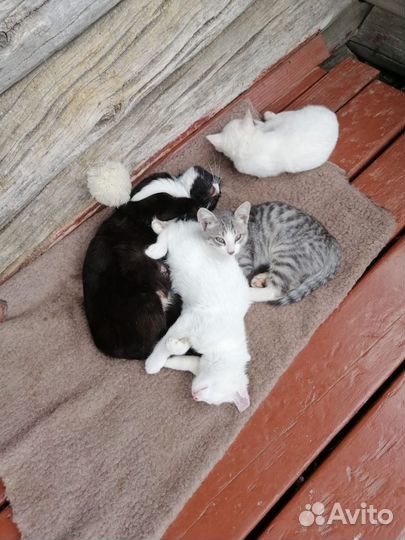 Котята в добрые руки, белая кошечка,серый котик