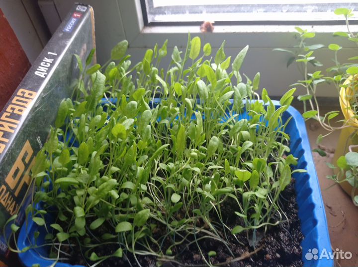 Продам излишки комнатных растений