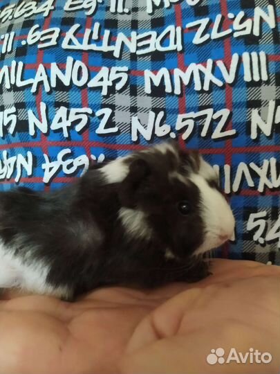 Морские свинки