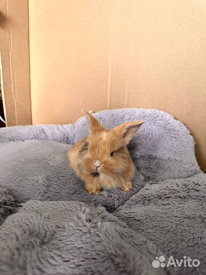 Декоративный кролик Львиноголовый Баран