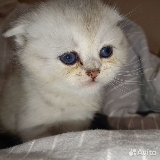 Шотландские котята