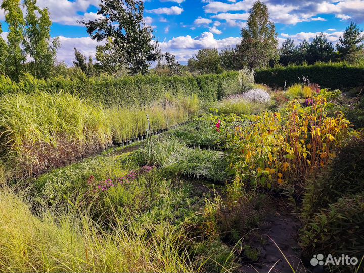 Декоративные растения, хвойные, кустарники, травы