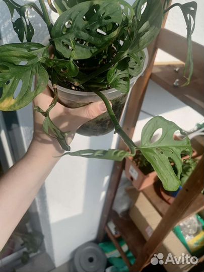 Монстера (Фридрихшталя)