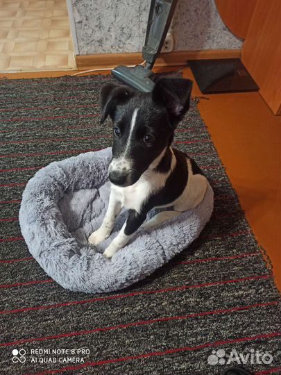 Фокстерьер