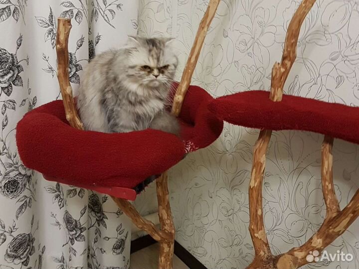 Товары для кошек