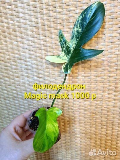 Филодендрон Magic mask