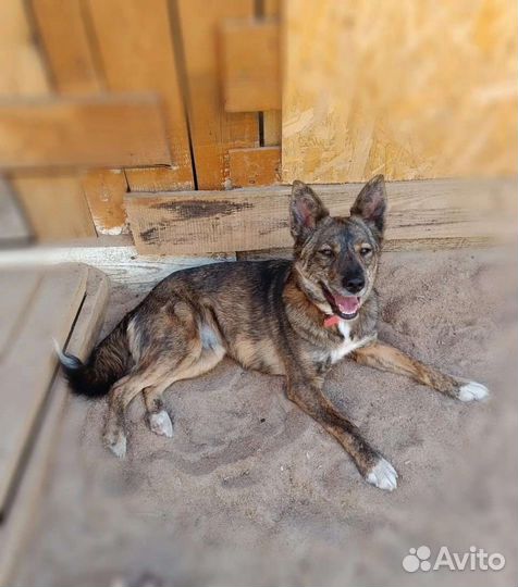 Собака в добрые руки