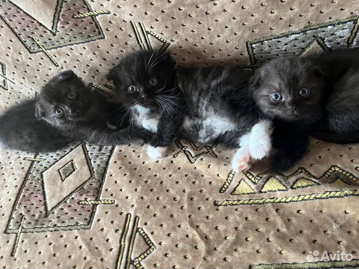 Котята