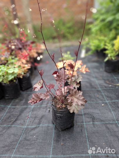 Растения гейхера гебридная