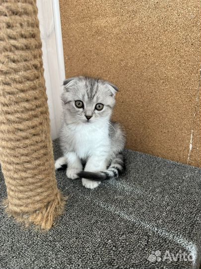 Вислоухие котята