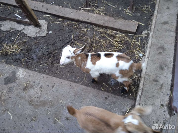 Козлята нубийские