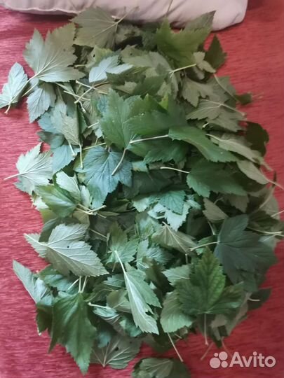 Листья смородины