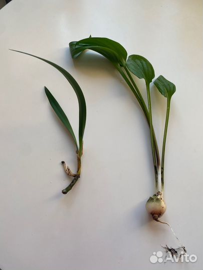 Отростки цветов