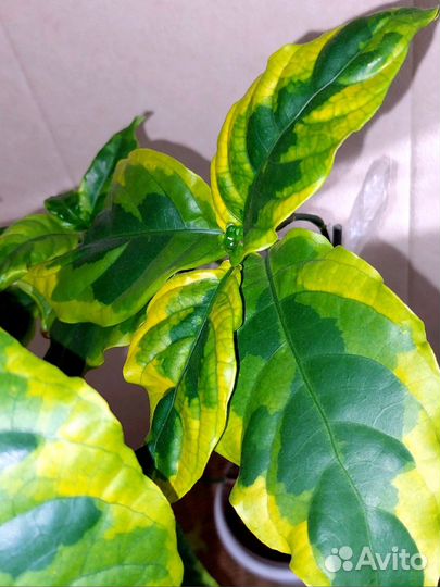 Псевдоэрантемум Yellow Dwarf