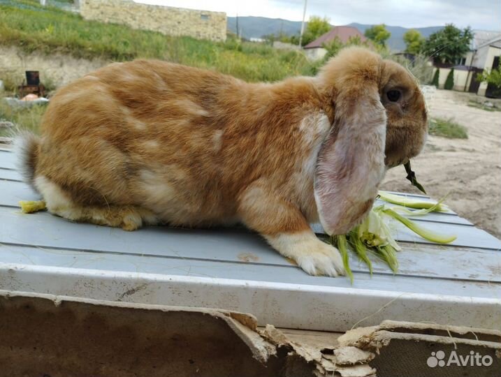 Францкский баран