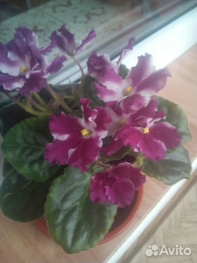 Комнатные цветы фиалки