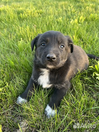 Щенки маленькой дворняжки