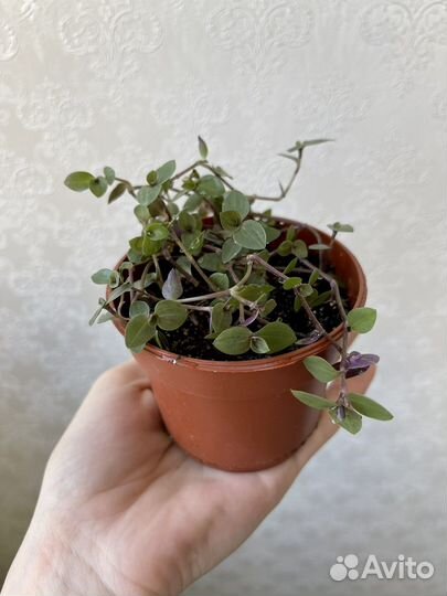 Традексанция мелколистная