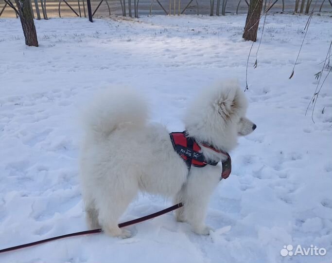 Самоедская собака