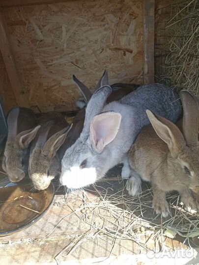 Продам кроликов