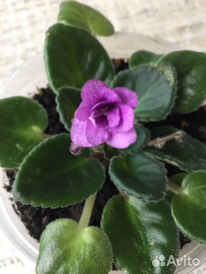 Молодые фиалки и Лимонная герань