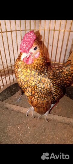 Бентамки карликовые курочки