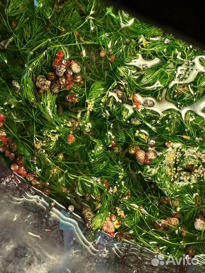 Улитки в добрые руки