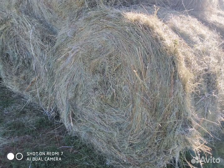 Сено луговое