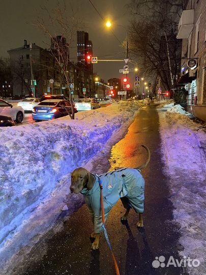 Догситтер (выгул собак, няня)