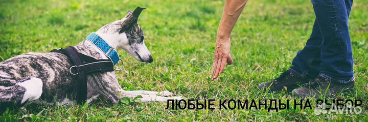 Дрессировка. коррекция поведения