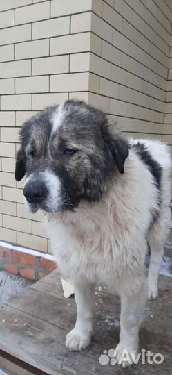 Московская сторожевая